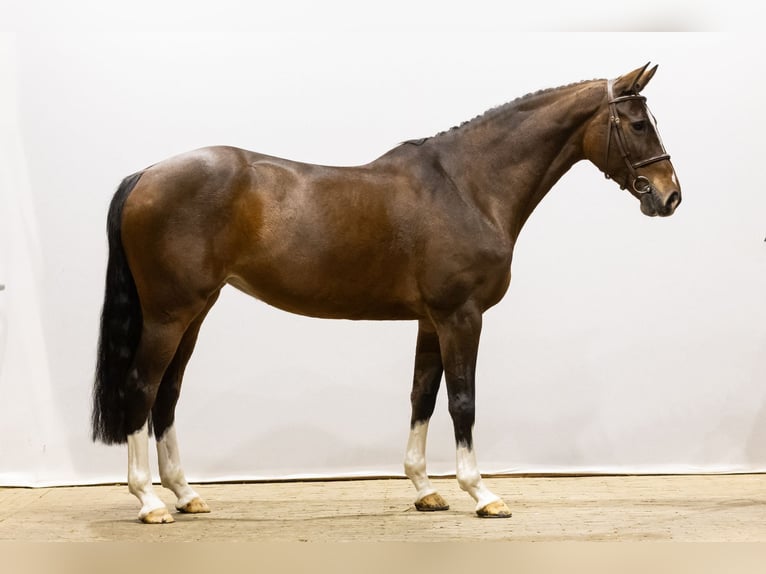 Zangersheide Giumenta 7 Anni 165 cm Baio in Waddinxveen