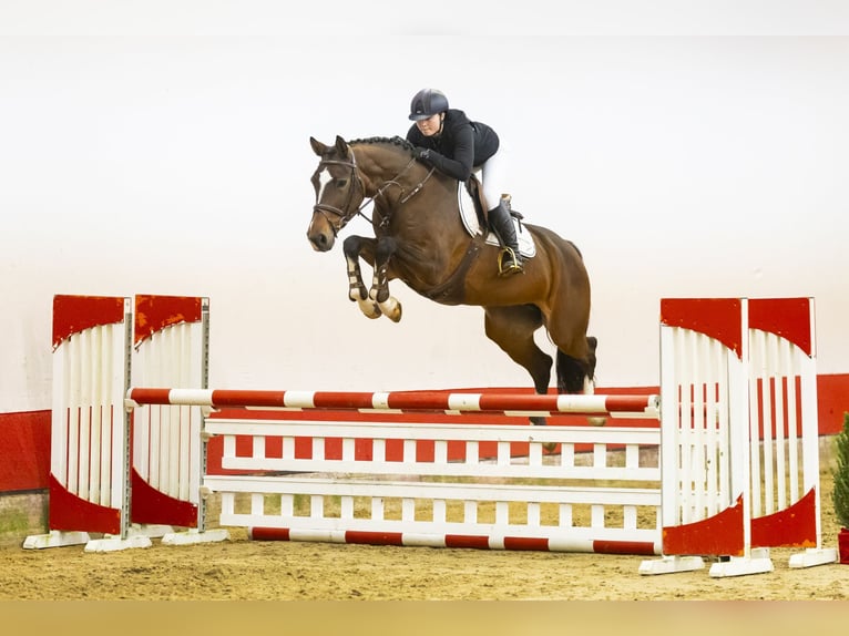 Zangersheide Giumenta 7 Anni 165 cm Baio in Waddinxveen