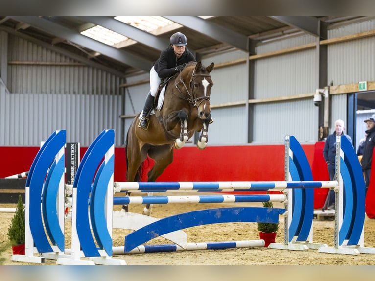 Zangersheide Giumenta 7 Anni 165 cm Baio in Waddinxveen