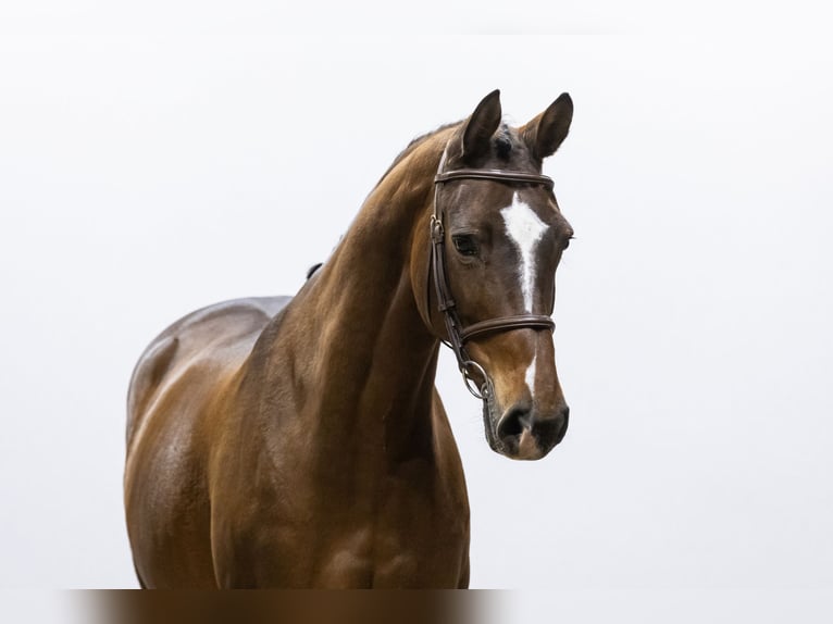 Zangersheide Giumenta 7 Anni 165 cm Baio in Waddinxveen