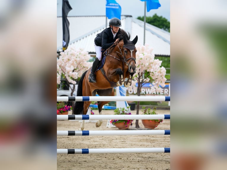 Zangersheide Giumenta 7 Anni 165 cm Baio in Waddinxveen