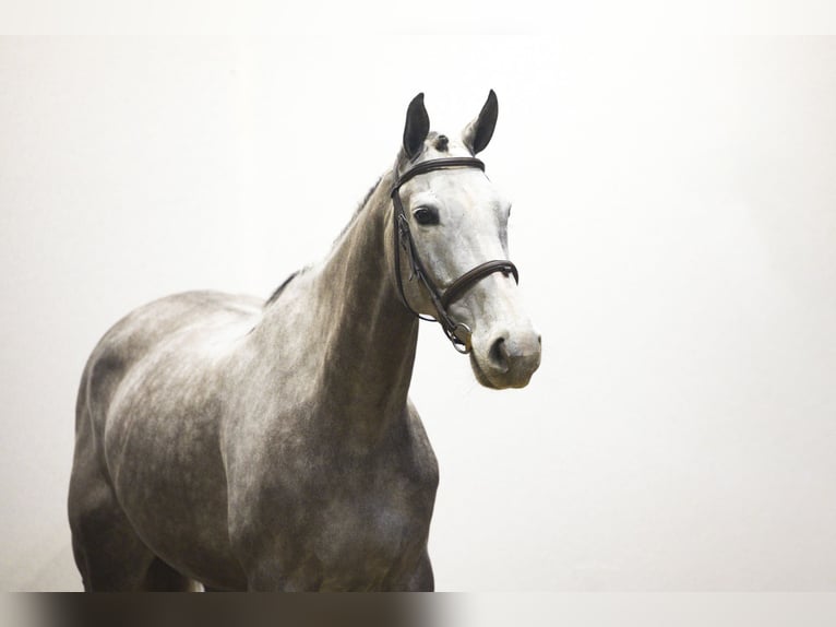 Zangersheide Giumenta 7 Anni 165 cm in Waddinxveen