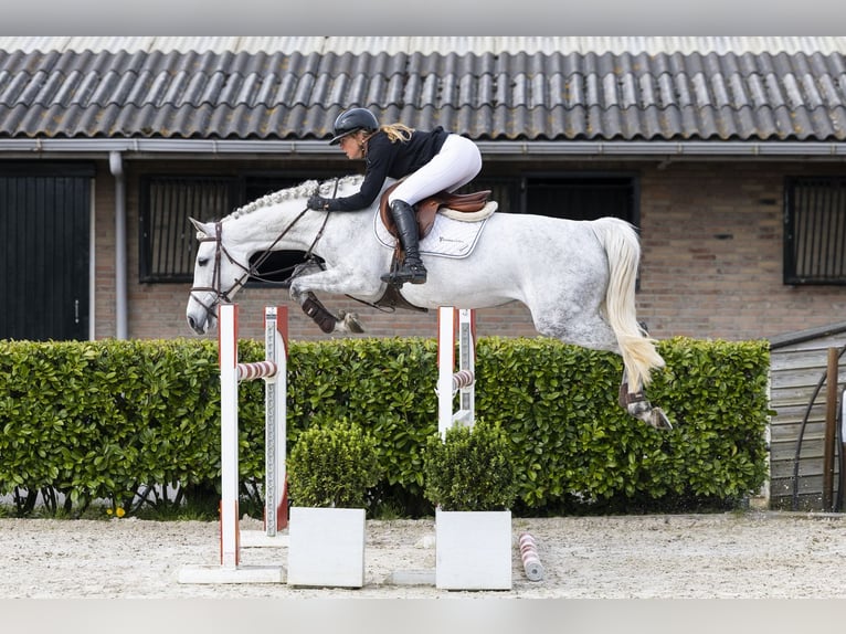 Zangersheide Giumenta 7 Anni 165 cm  in Waddinxveen