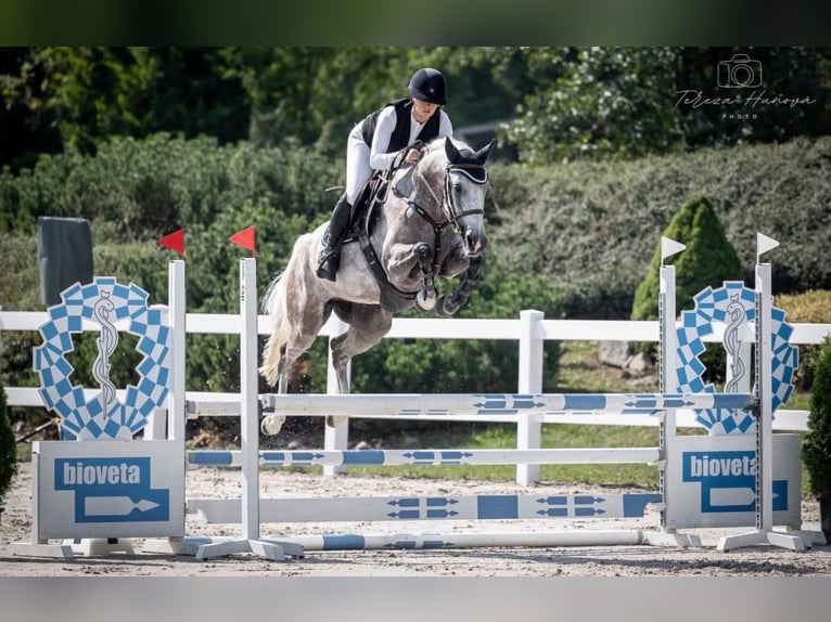 Zangersheide Giumenta 7 Anni 165 cm Grigio in Prague