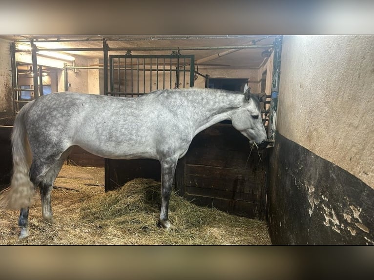 Zangersheide Giumenta 7 Anni 165 cm Grigio in Leutershausen