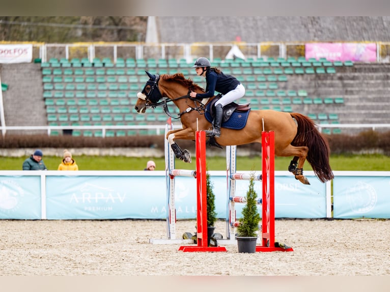 Zangersheide Giumenta 7 Anni 165 cm Grigio rossastro in Krakowiany