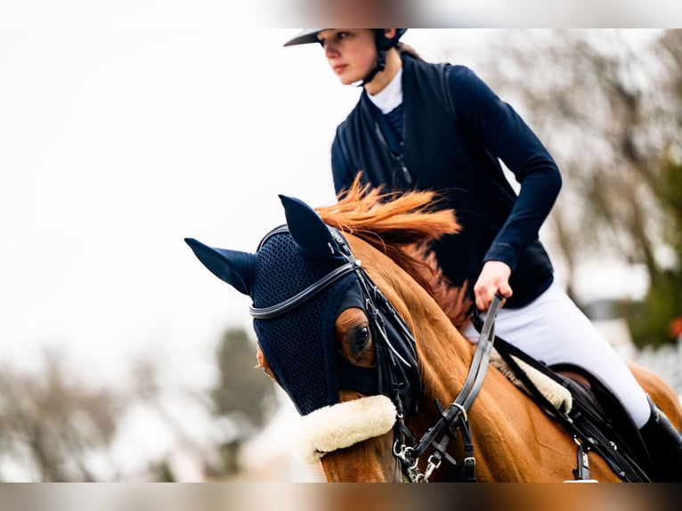 Zangersheide Giumenta 7 Anni 165 cm Grigio rossastro in Krakowiany