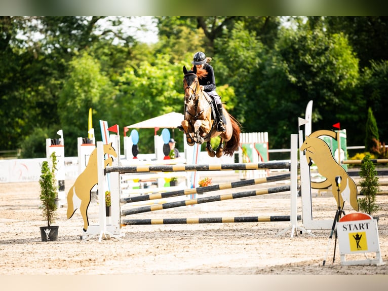Zangersheide Giumenta 7 Anni 165 cm Grigio rossastro in Krakowiany