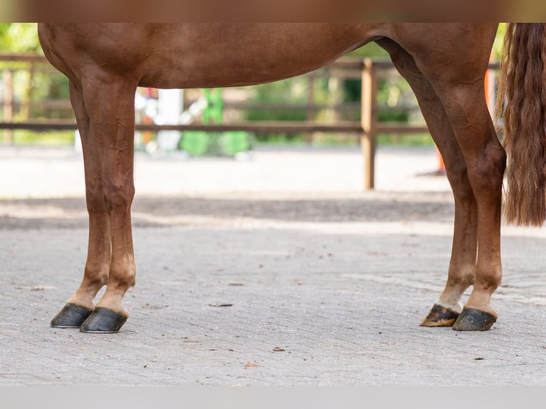 Zangersheide Giumenta 7 Anni 165 cm Sauro in Kaulille