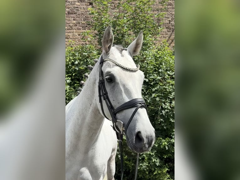 Zangersheide Giumenta 7 Anni 166 cm Grigio pezzato in Niederkassel