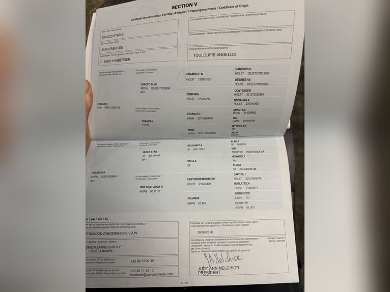 Zangersheide Giumenta 7 Anni 167 cm Baio in Niederkassel