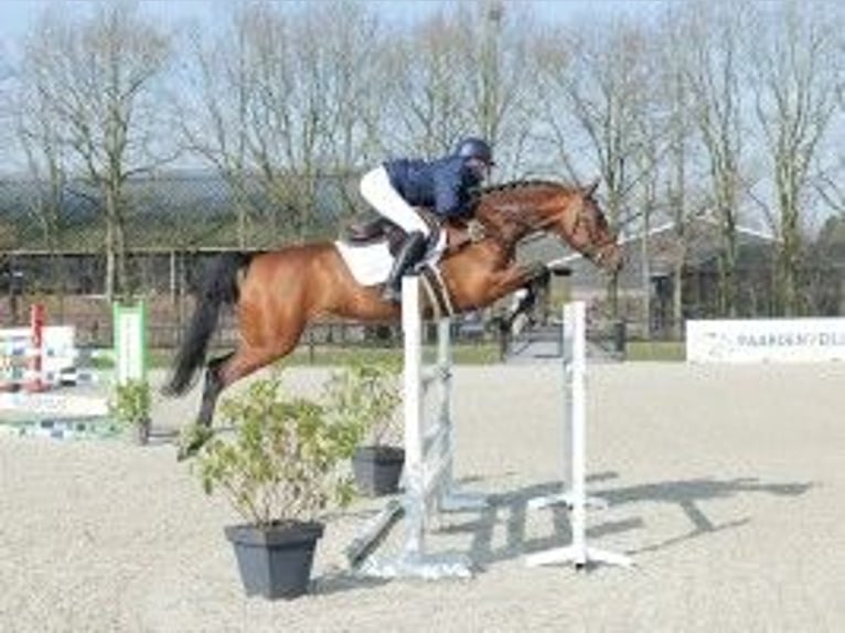 Zangersheide Giumenta 7 Anni 167 cm Baio in Heerde