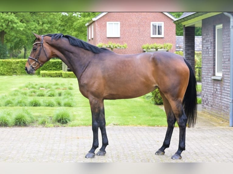 Zangersheide Giumenta 7 Anni 167 cm Baio scuro in Aarberg