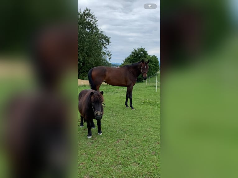 Zangersheide Giumenta 7 Anni 167 cm Baio scuro in Aarberg