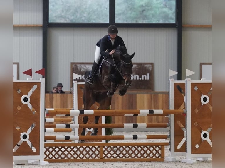 Zangersheide Giumenta 7 Anni 167 cm Baio scuro in Aarberg