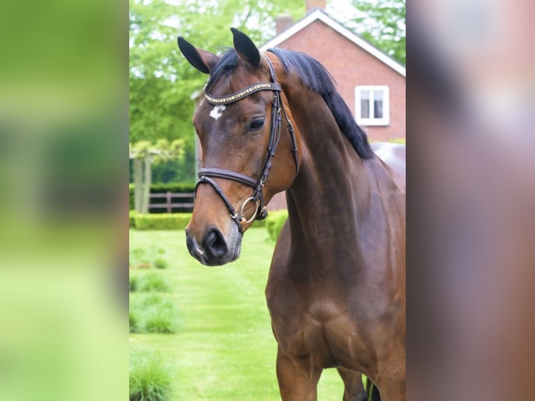 Zangersheide Giumenta 7 Anni 167 cm Baio scuro in Aarberg