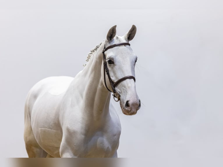 Zangersheide Giumenta 7 Anni 167 cm Grigio in Waddinxveen