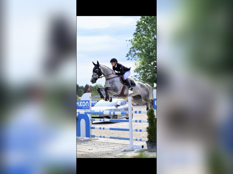 Zangersheide Giumenta 7 Anni 167 cm Grigio in Wodzisław Śląski