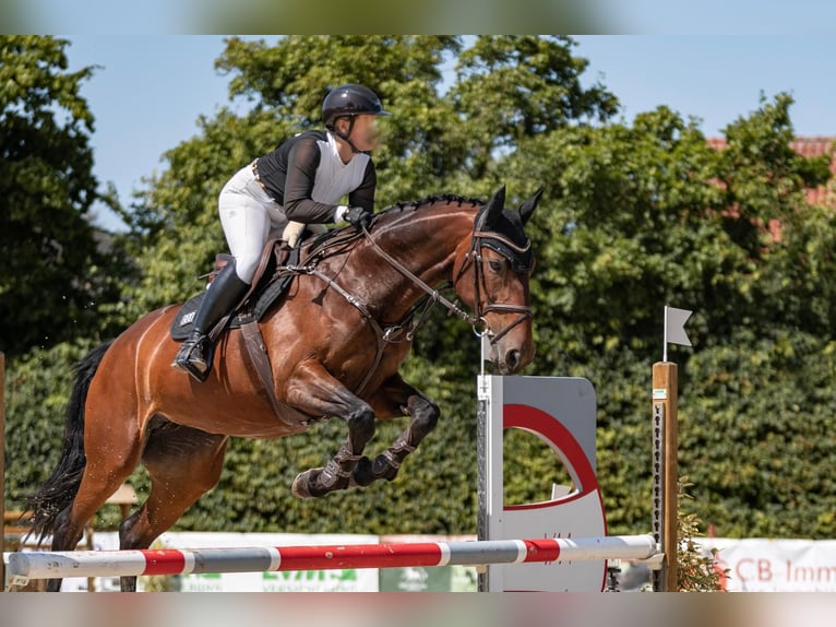 Zangersheide Giumenta 7 Anni 168 cm Baio in Rhede