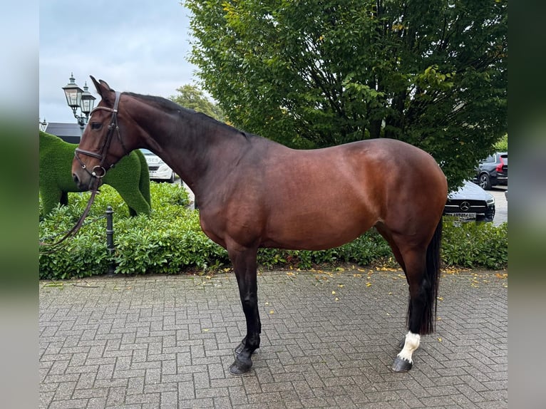 Zangersheide Giumenta 7 Anni 168 cm Baio in Rhede