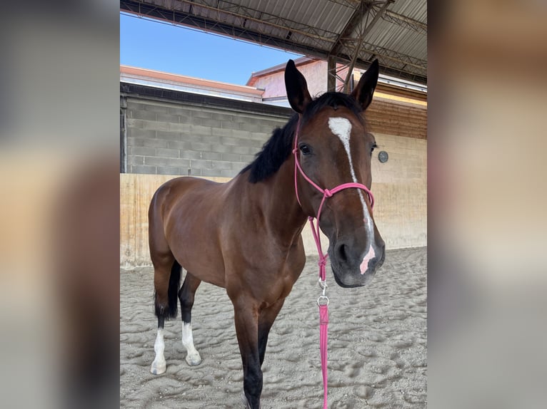 Zangersheide Giumenta 7 Anni 168 cm Baio in Felino