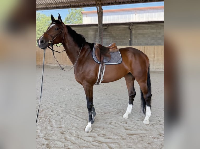 Zangersheide Giumenta 7 Anni 168 cm Baio in Felino