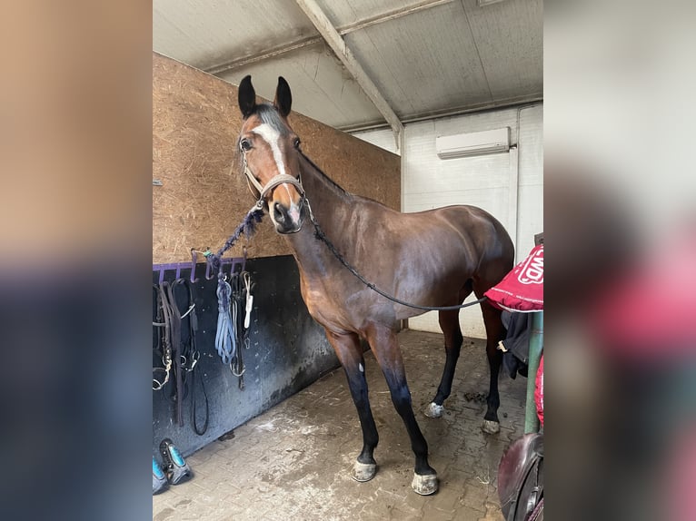 Zangersheide Giumenta 7 Anni 168 cm Baio ciliegia in Łódź