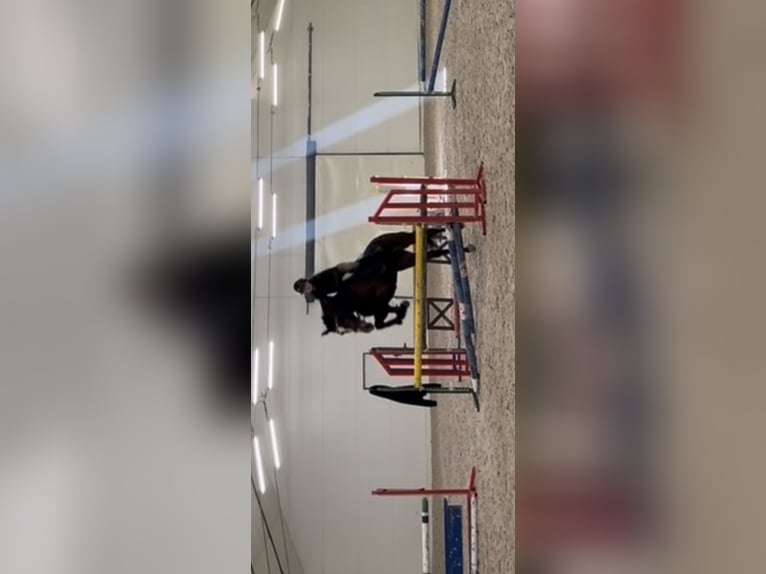 Zangersheide Giumenta 7 Anni 168 cm Baio ciliegia in Łódź