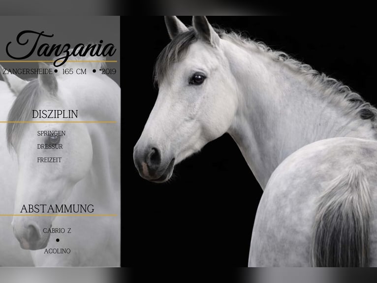 Zangersheide Giumenta 7 Anni 168 cm Grigio ferro in Nettersheim