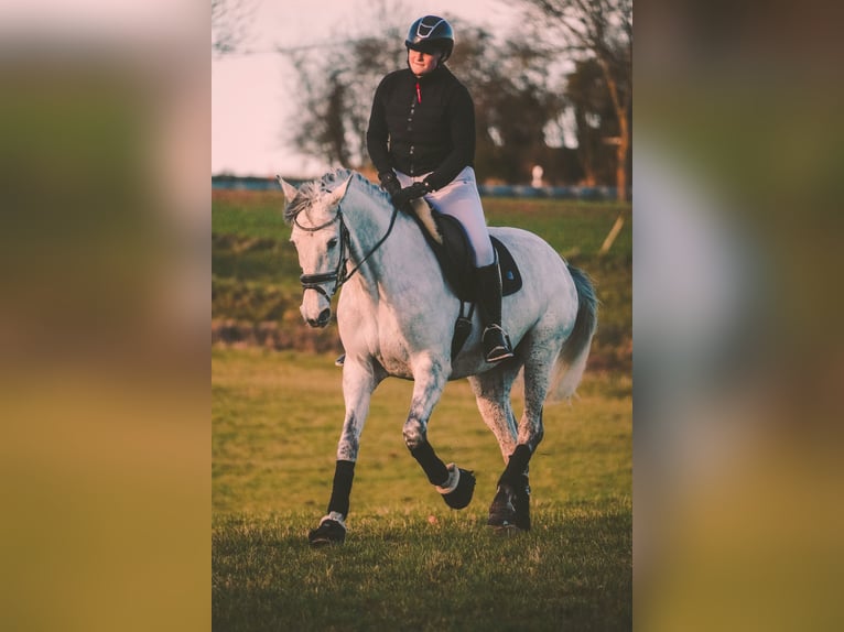 Zangersheide Giumenta 7 Anni 168 cm Grigio ferro in Nettersheim