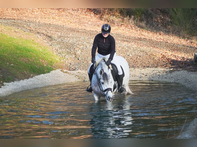 Zangersheide Giumenta 7 Anni 168 cm Grigio ferro in Nettersheim