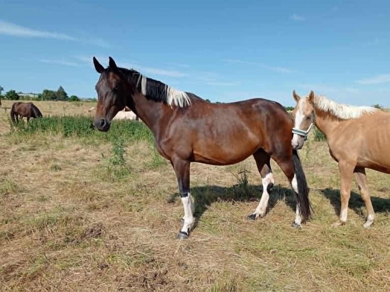 Zangersheide Giumenta 7 Anni 168 cm Pezzato in M&#xFC;cheln (Geiseltal)