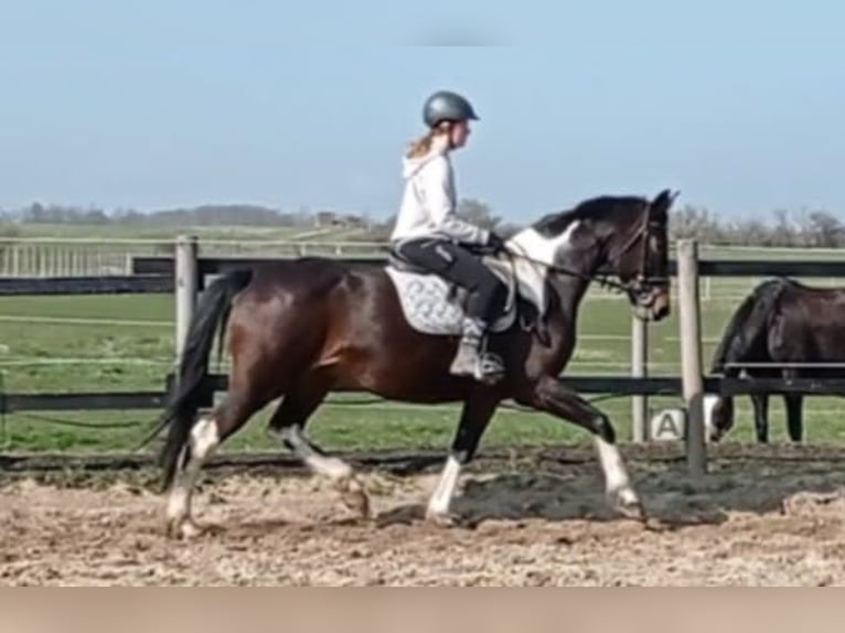 Zangersheide Giumenta 7 Anni 168 cm Pezzato in M&#xFC;cheln (Geiseltal)
