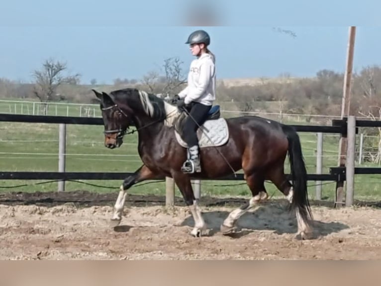 Zangersheide Giumenta 7 Anni 168 cm Pezzato in M&#xFC;cheln (Geiseltal)