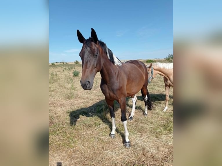 Zangersheide Giumenta 7 Anni 168 cm Pezzato in M&#xFC;cheln (Geiseltal)