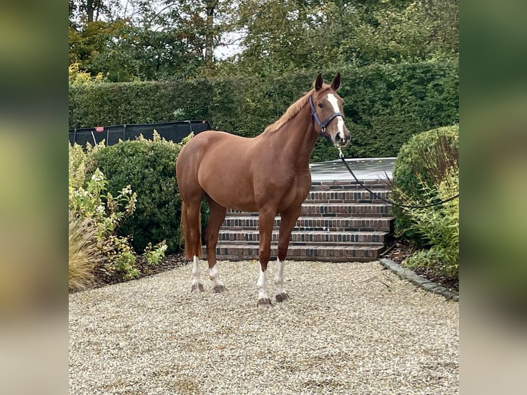 Zangersheide Giumenta 7 Anni 168 cm Sauro in Sint-Katherina-Lombeek