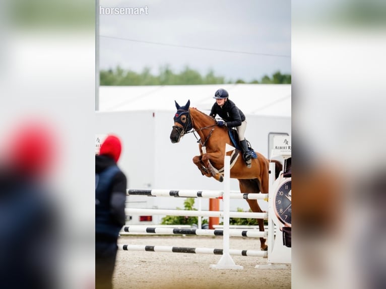 Zangersheide Giumenta 7 Anni 168 cm Sauro scuro in Warshaw