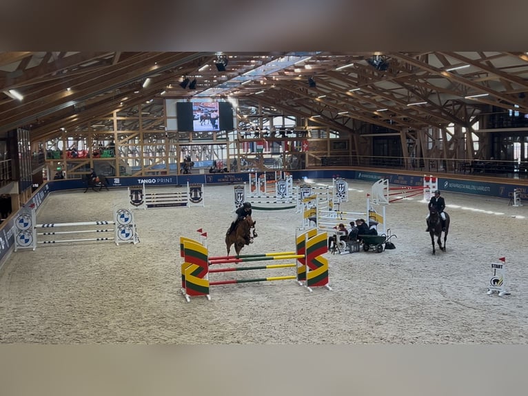 Zangersheide Giumenta 7 Anni 168 cm Sauro scuro in Prienai