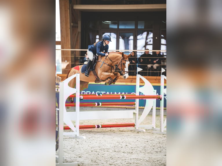 Zangersheide Giumenta 7 Anni 168 cm Sauro scuro in Prienai