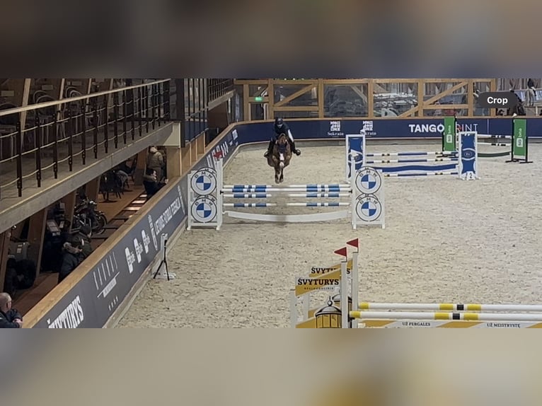 Zangersheide Giumenta 7 Anni 168 cm Sauro scuro in Prienai