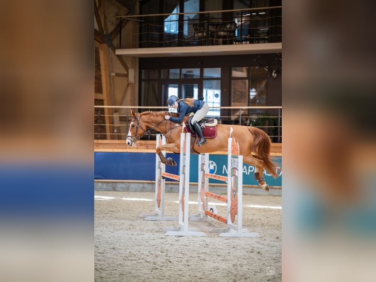 Zangersheide Giumenta 7 Anni 168 cm Sauro scuro in Prienai