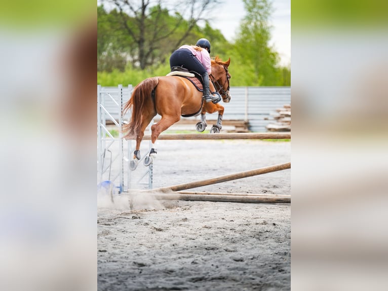 Zangersheide Giumenta 7 Anni 168 cm Sauro scuro in Prienai