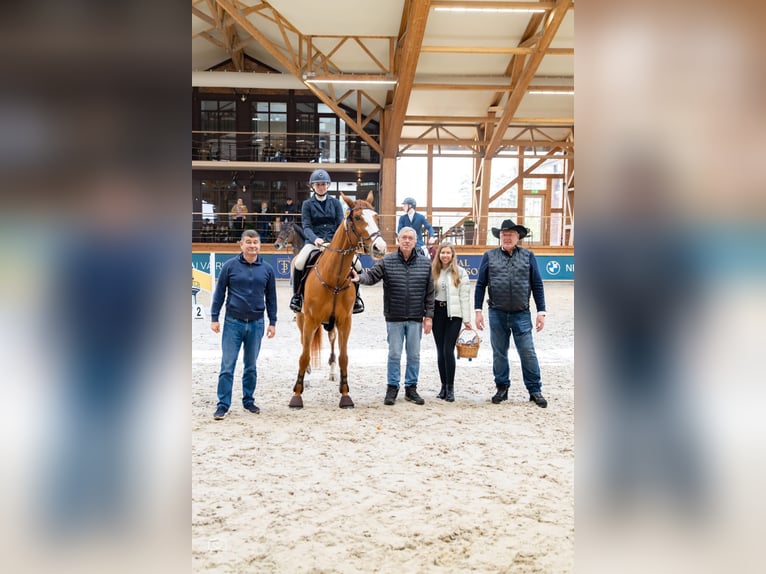 Zangersheide Giumenta 7 Anni 168 cm Sauro scuro in Prienai