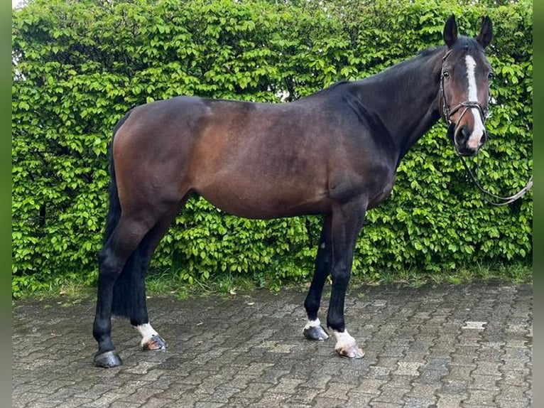 Zangersheide Giumenta 7 Anni 169 cm Baio scuro in Witten