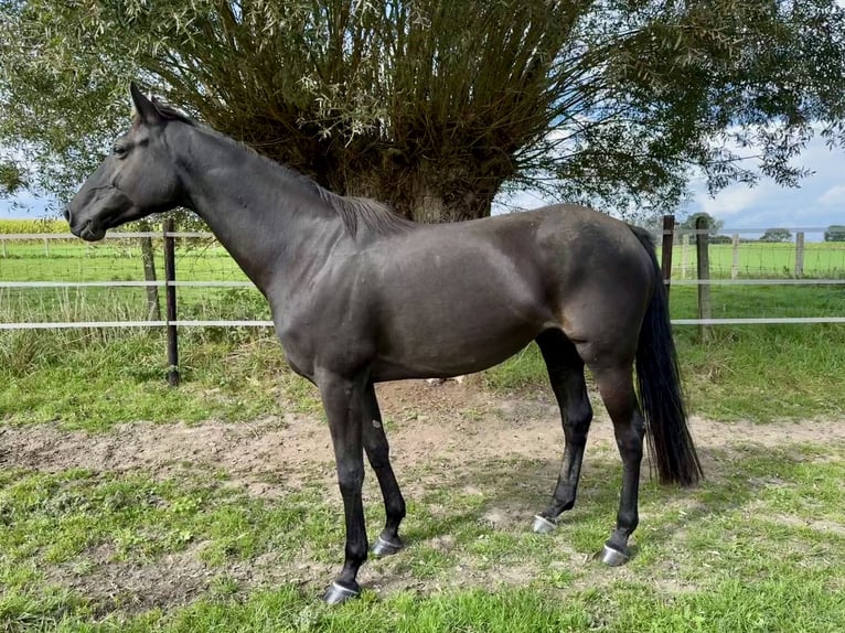 Zangersheide Giumenta 7 Anni 169 cm Morello in Lennik