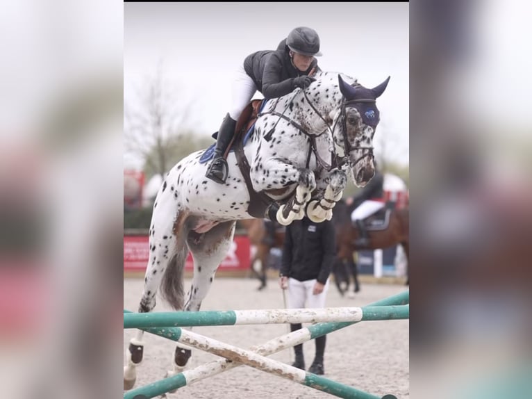 Zangersheide Giumenta 7 Anni 169 cm Morello in Lennik