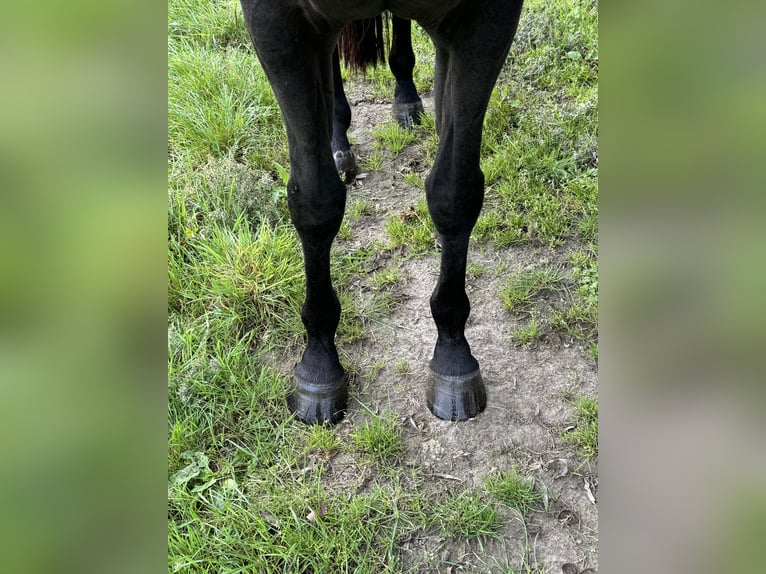 Zangersheide Giumenta 7 Anni 169 cm Morello in Lennik