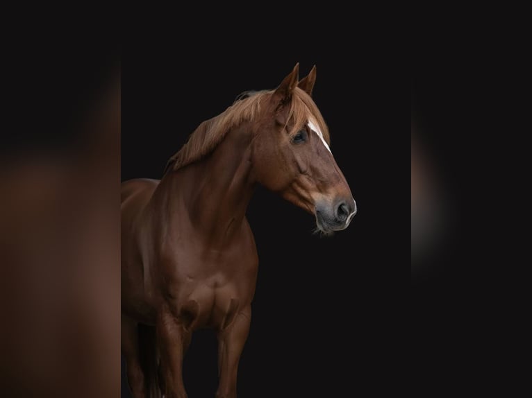 Zangersheide Giumenta 7 Anni 169 cm Sauro in Wassenaar