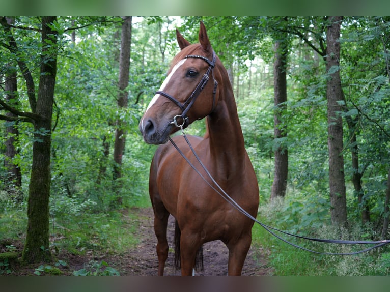 Zangersheide Giumenta 7 Anni 169 cm Sauro in Vechta