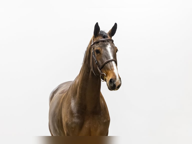 Zangersheide Giumenta 7 Anni 170 cm Baio in Waddinxveen